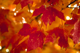 Прогноз погоды на 1-2 ноября