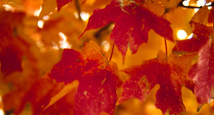 Прогноз погоды на 1-2 ноября