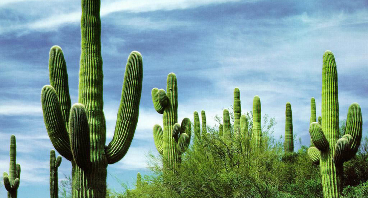 Визы в Мексику для украинцев - бесплатны