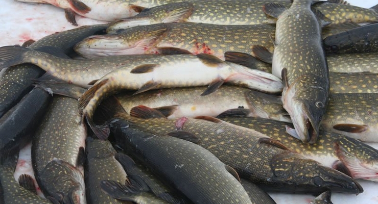 АМКУ возьмется за цены на рыбу и мясо