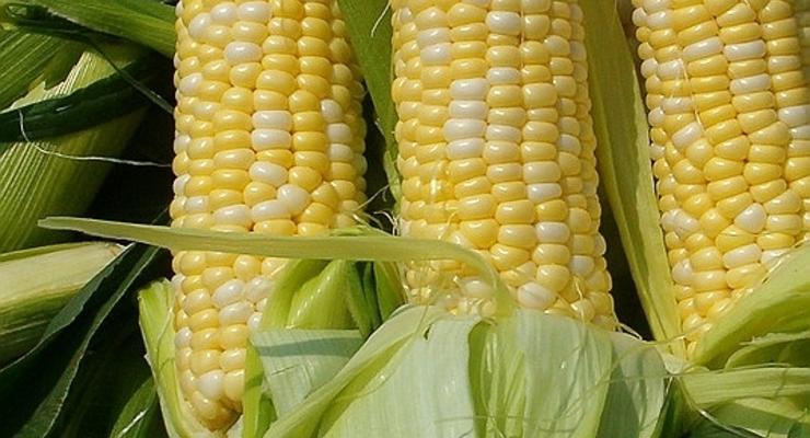 Украина продаст РФ 2 млн тонн кукурузы и 100 тыс. тонн сахара