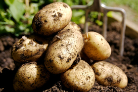 Урожай картофеля в Украине сократился на 14%