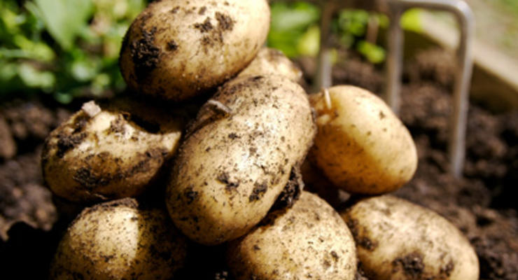 Урожай картофеля в Украине сократился на 14%