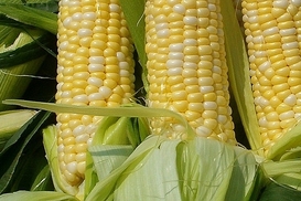 Россия хочет поменять пшеницу на украинскую кукурузу