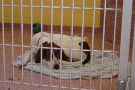 Швейцарец оставил 9,5 млн долларов бездомным животным