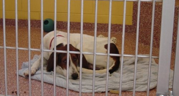 Швейцарец оставил 9,5 млн долларов бездомным животным