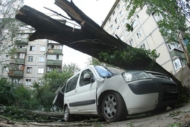 Защитит ли «каско» от упавшего дерева?