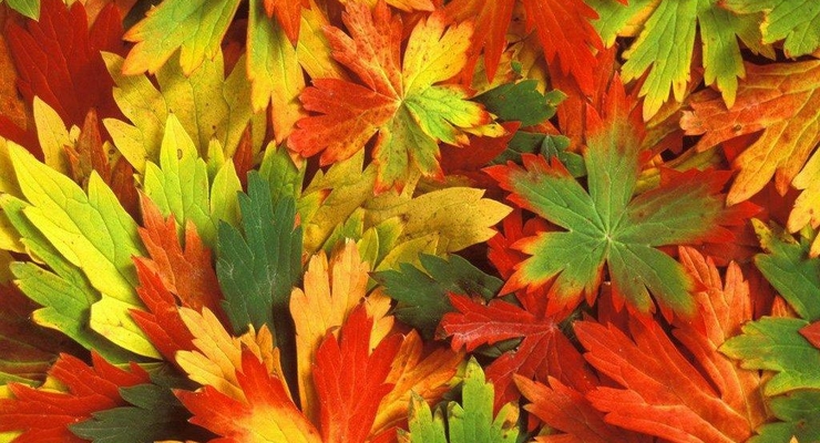 Прогноз погоды на 13 октября: В Украине без осадков