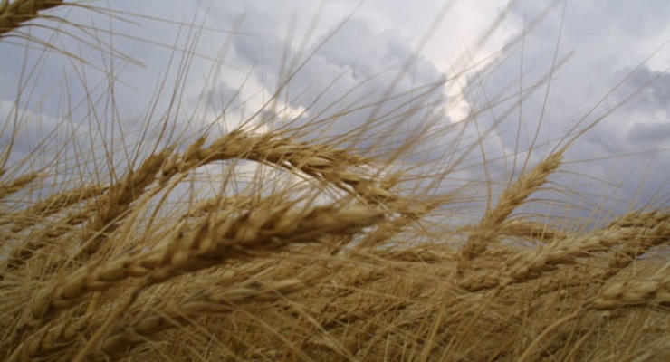 В Украине зерно никто не покупает