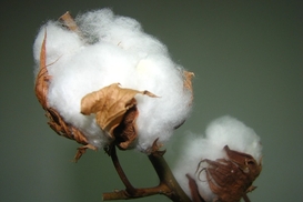 Одежда будет дорожать: Цены на хлопок бьют рекорды