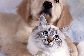 Осторожно! В киевских парках рассыпана отрава