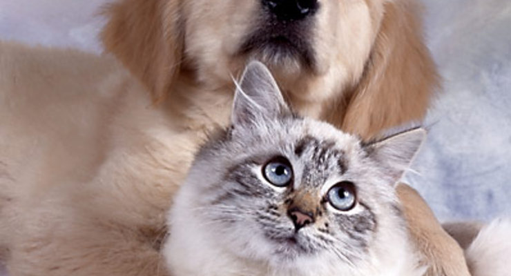 Осторожно! В киевских парках рассыпана отрава