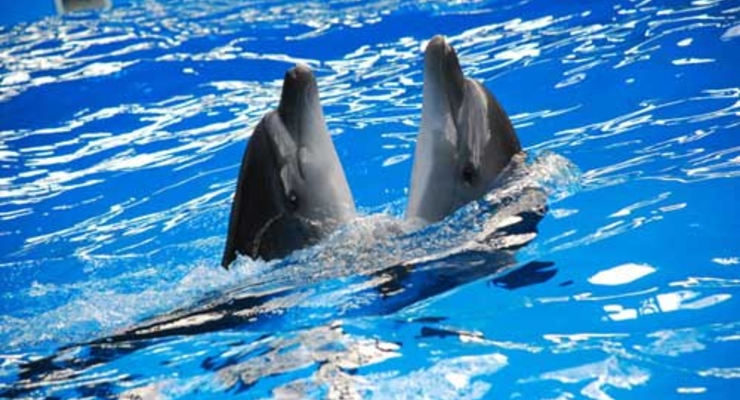 Киевский и одесский дельфинарии закрыли