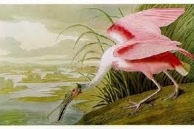 Самую дорогую в мире книгу продадут с аукциона