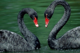 В Киевском зоопарке продолжают гибнуть животные