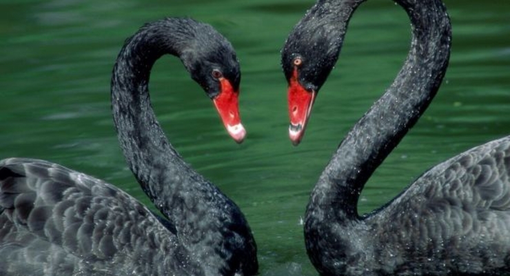 В Киевском зоопарке продолжают гибнуть животные