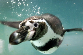 В Киевском зоопарке умерли трое пингвинов