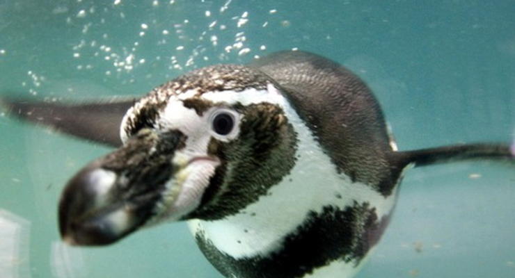 В Киевском зоопарке умерли трое пингвинов
