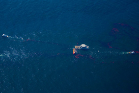 BP потратила чистку Мексиканского залива более 8 млрд долларов