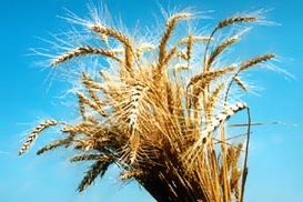 Цены на пшеницу снова растут