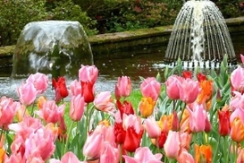 Цены на цветы в столице остались прежними