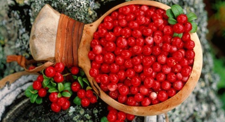 Ягоды продлевают жизнь