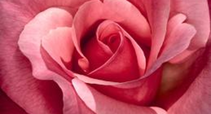 В Украине резко подорожают цветы