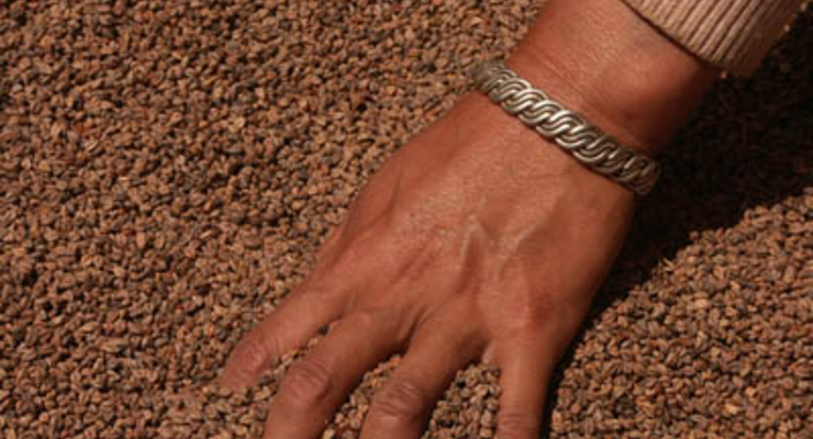 Попов пообещал, что гречка не подорожает