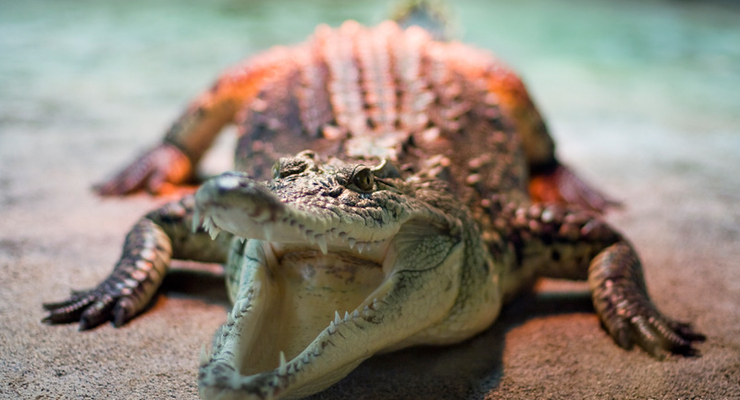 В Ялте крокодил напал на ребенка