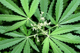 Электромобиль на конопле делают в Канаде