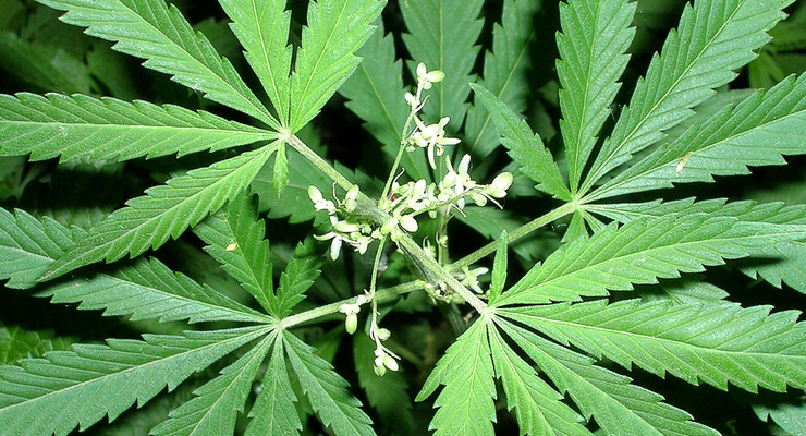 Электромобиль на конопле делают в Канаде