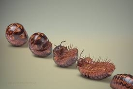 В США начали делать сладости из насекомых