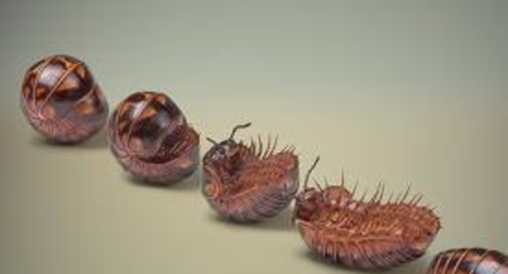 В США начали делать сладости из насекомых