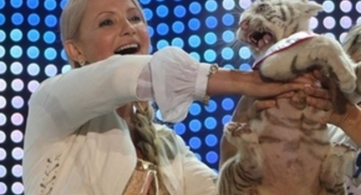 На жениха для Тигрюли у зоопарка нет денег