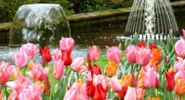 В этом году цветочная выставка в Киеве будет платной