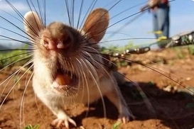 Уже шесть киевлян подхватили лептоспироз на пляжах