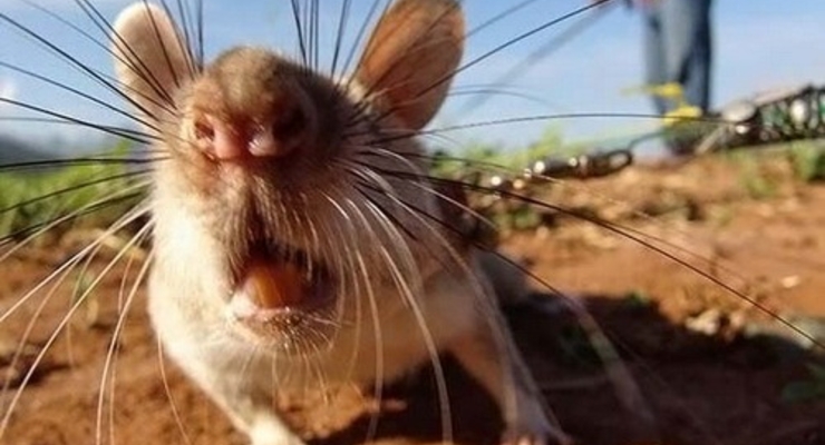 Уже шесть киевлян подхватили лептоспироз на пляжах