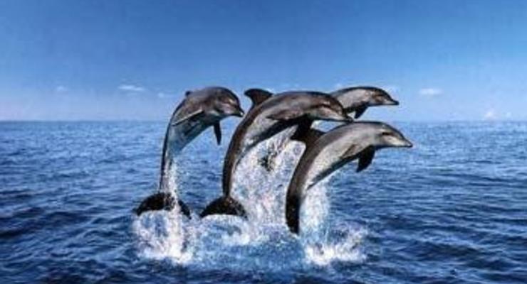 Из-за жары в Крыму гибнут дельфины
