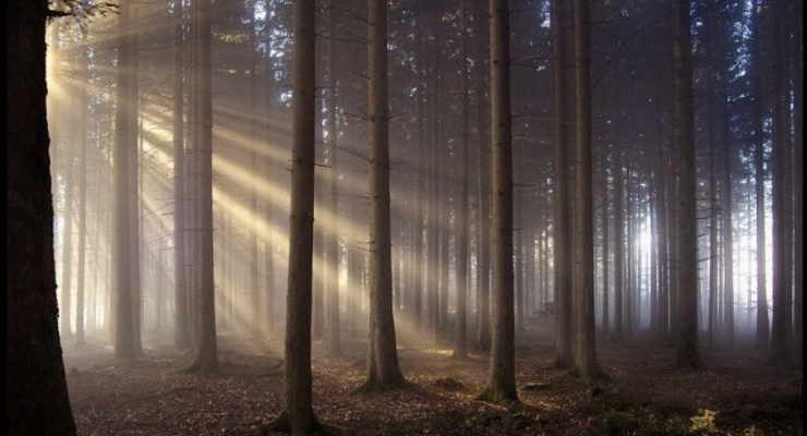 Киевлян просят не ходить в лес