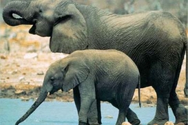 Черновецкий купит слона