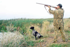 Кабмин запретил охотиться на птицу