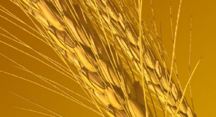 Пшеница дорожает из-за пожаров в России