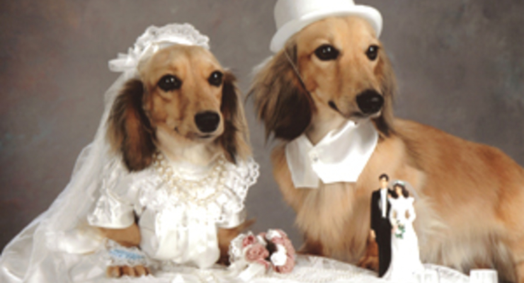 В Киеве можно поженить собак за 1 тыс. долларов