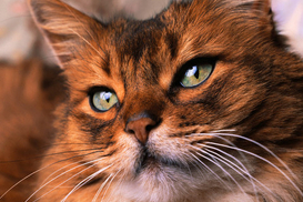 В Британии появилась фешенебельная гостиница для кошек