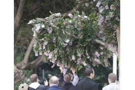 В Сиднее появилось денежное дерево