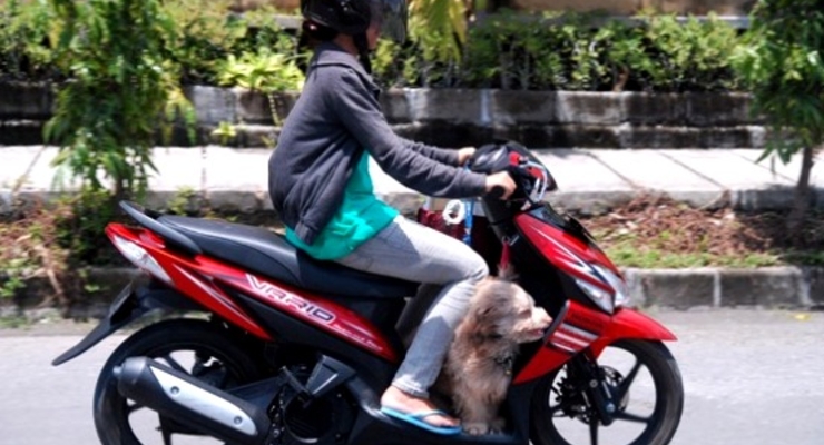 Регистрацию мопедов продлили до 1 ноября