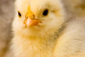 Британские ученые ответили на главный вопрос человечества