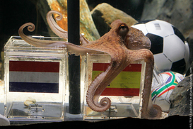 Осьминог Пауль предсказал победу Испании в ЧМ-2010