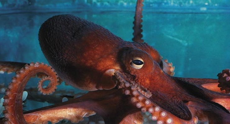 Осьминог предсказал победу сборной Нидерландов на ЧМ-2010