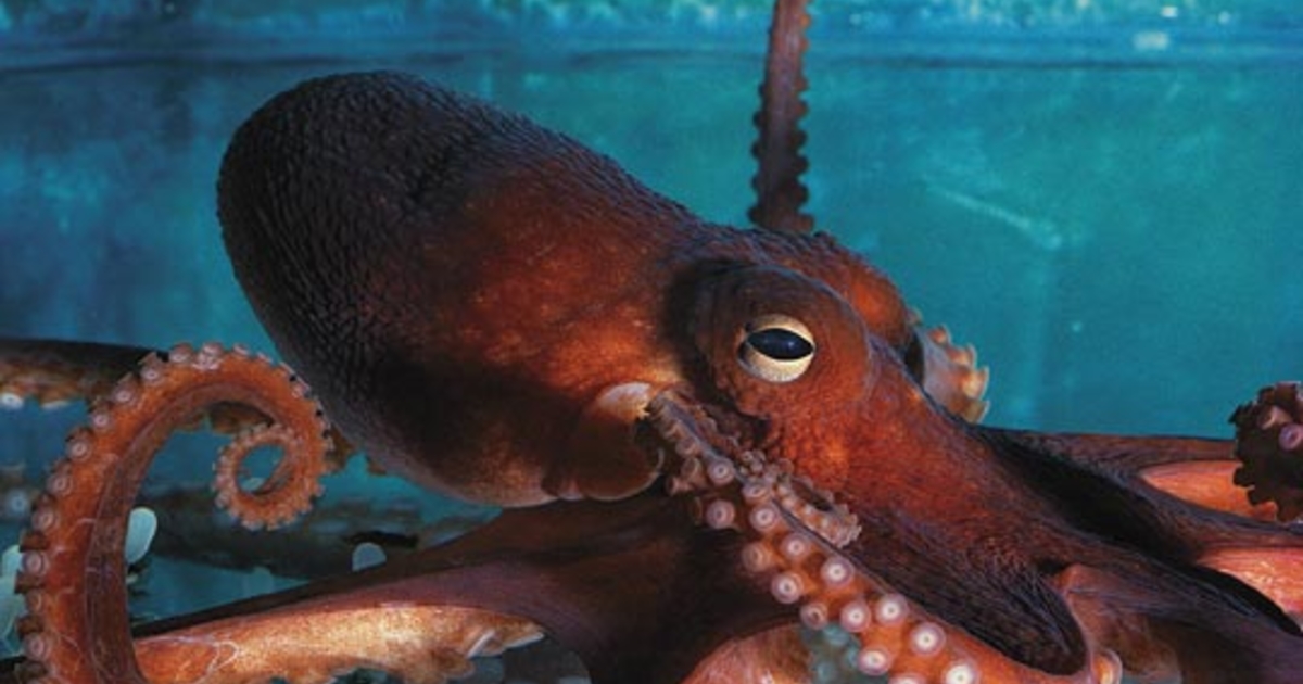 осьминог 5 букв. осьминог 5 букв. гигантский спрут фото. восьменог. осьминог настоящий.